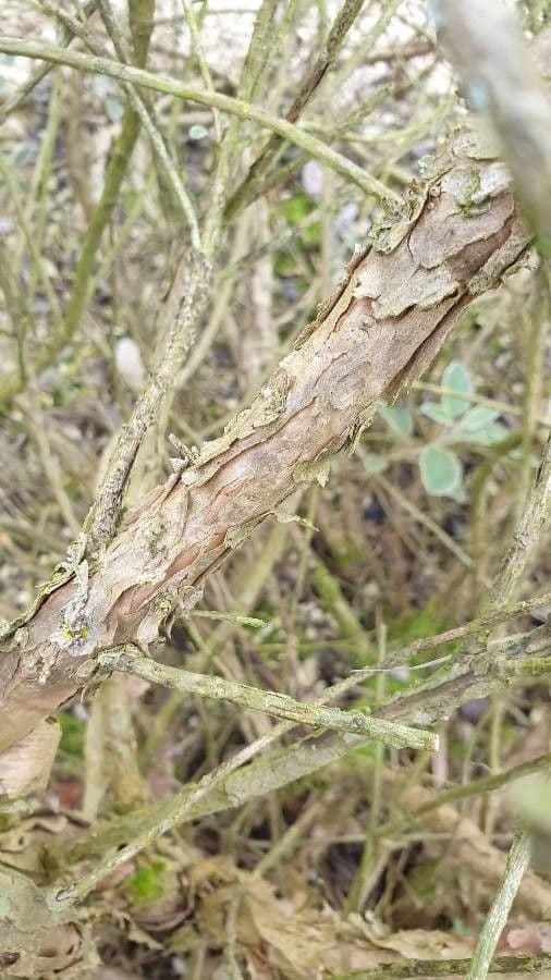 Brachyglottis 19