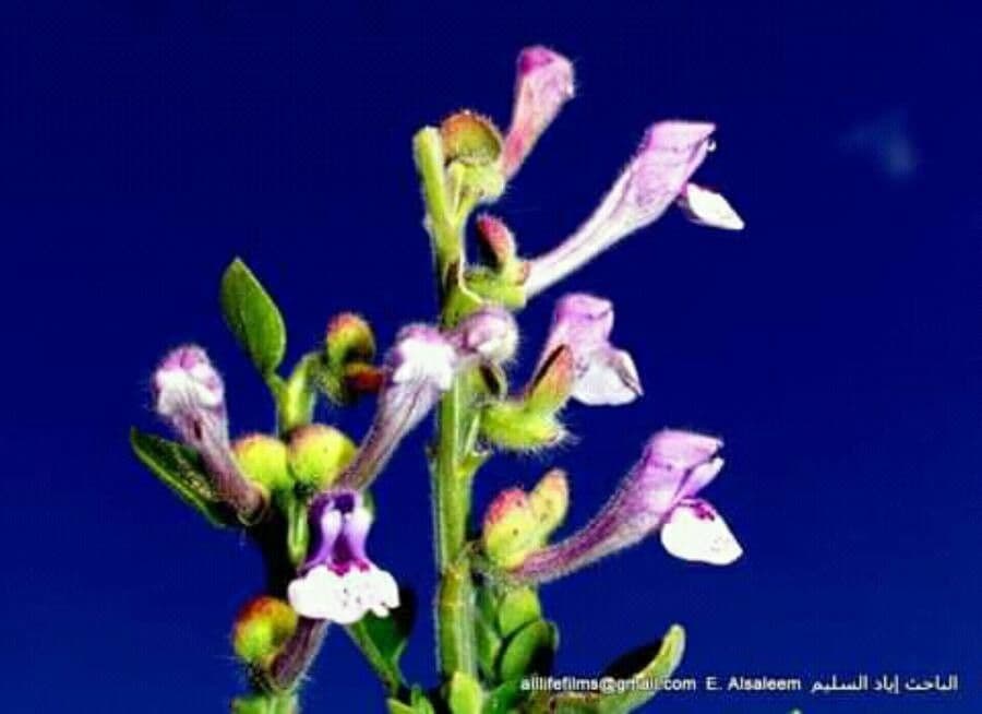Scutellaria altissima 8