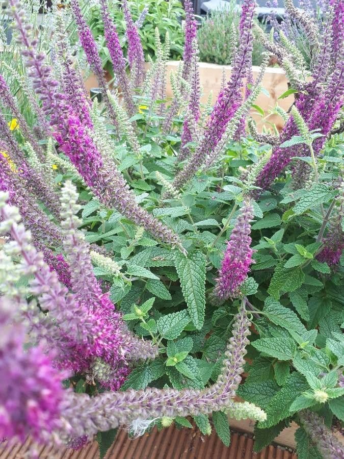 Teucrium hircanicum 14