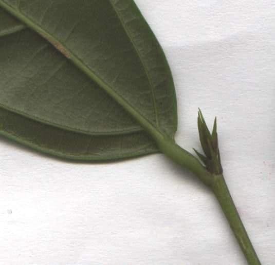 Quararibea 20