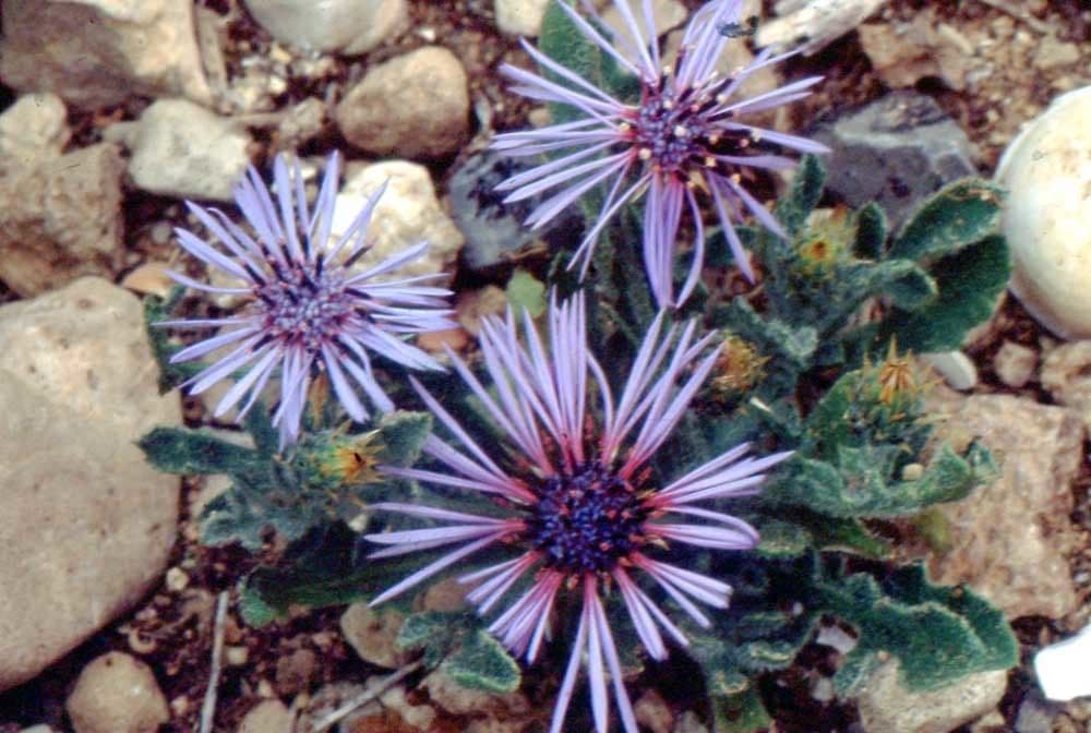 Volutaria 6
