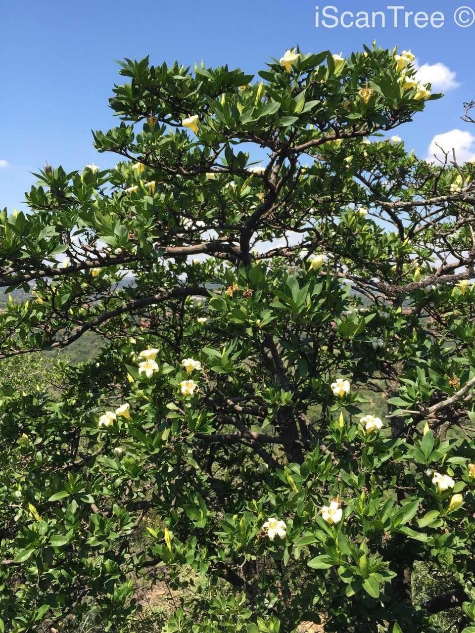 Gardenia del Capo 12