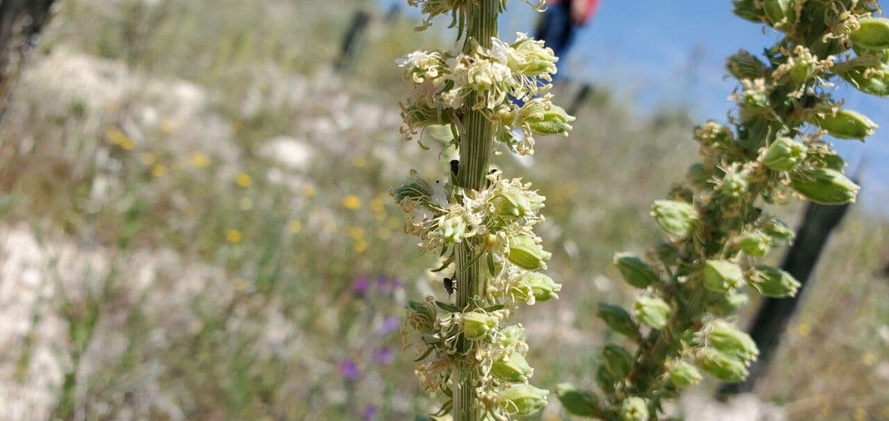 Reseda 4