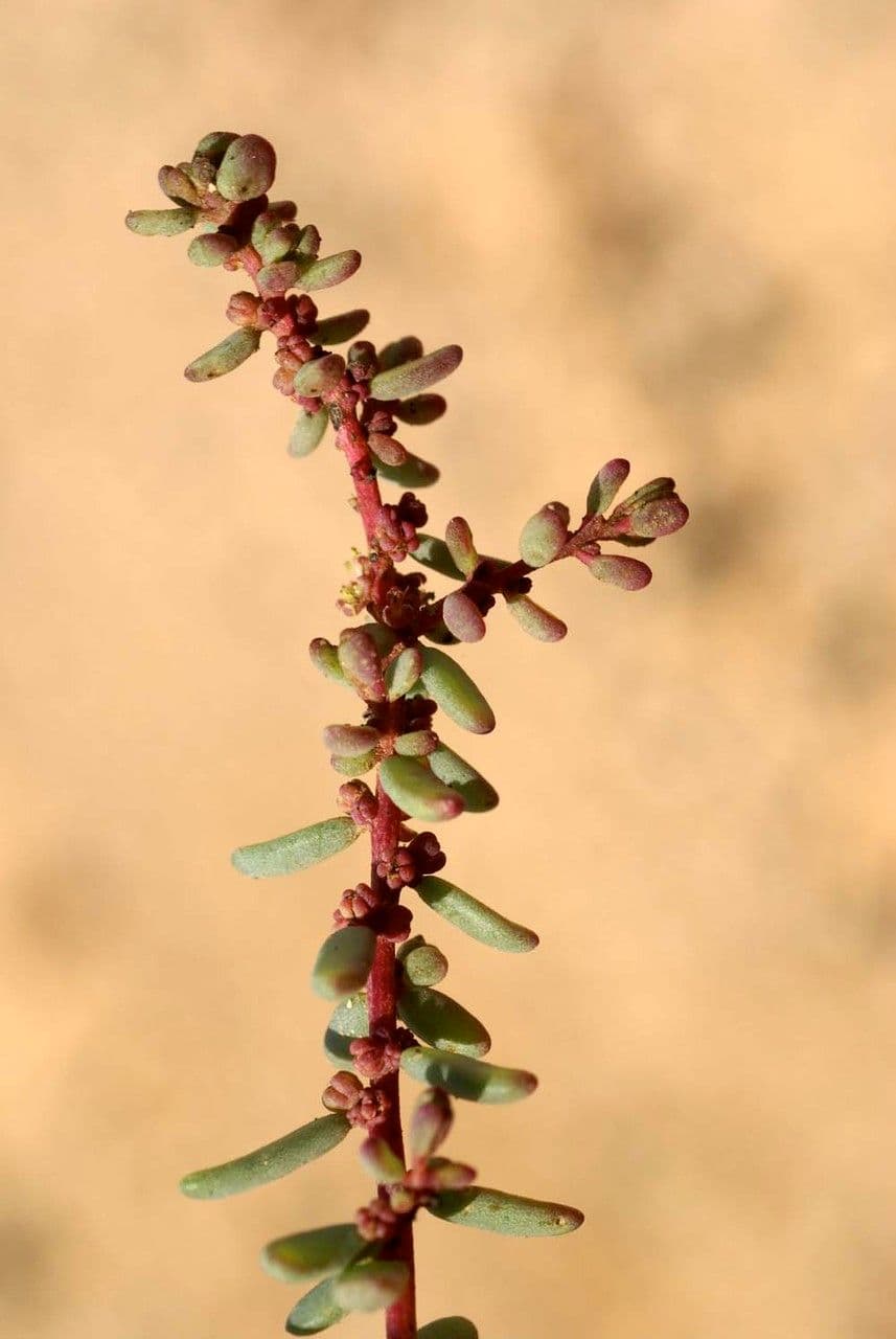 Suaeda vermiculata 11