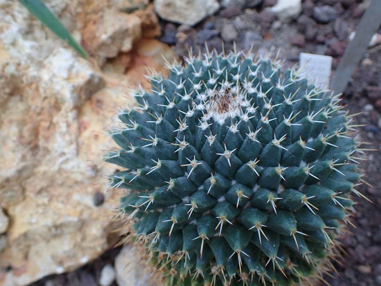 Mammillaria 4