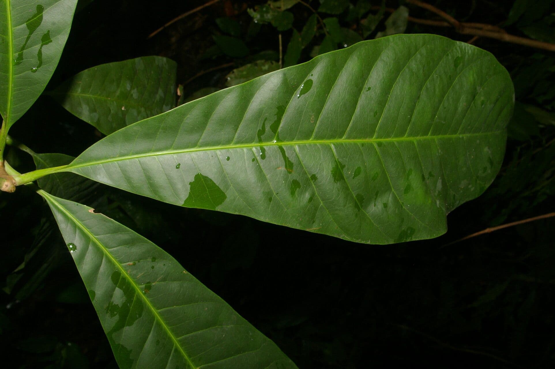 Pouteria 4