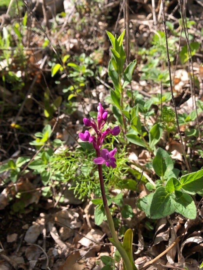 Orchide a quattro macchie 2