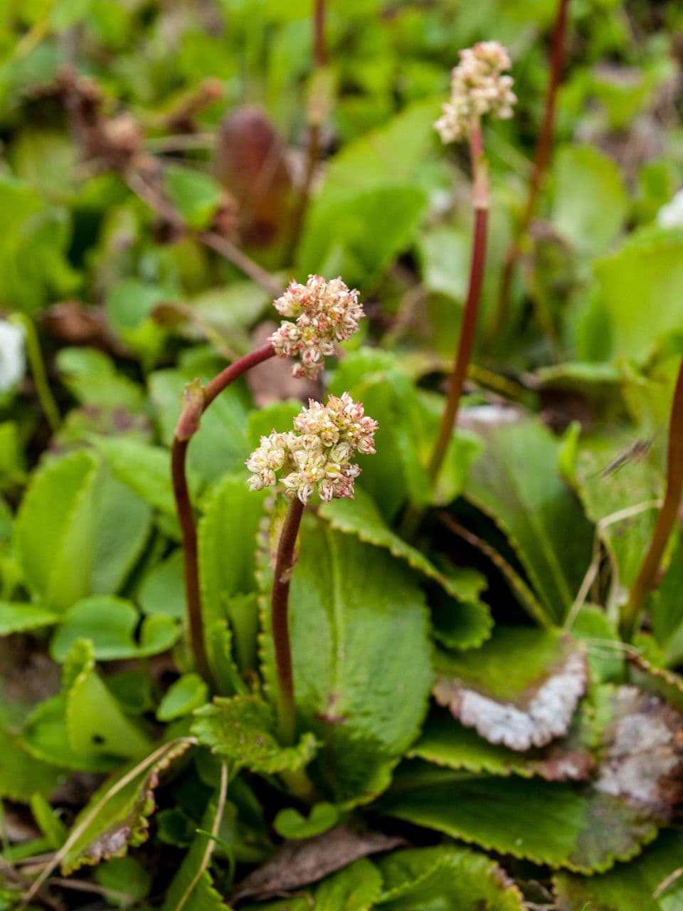 Leptarrhena 2