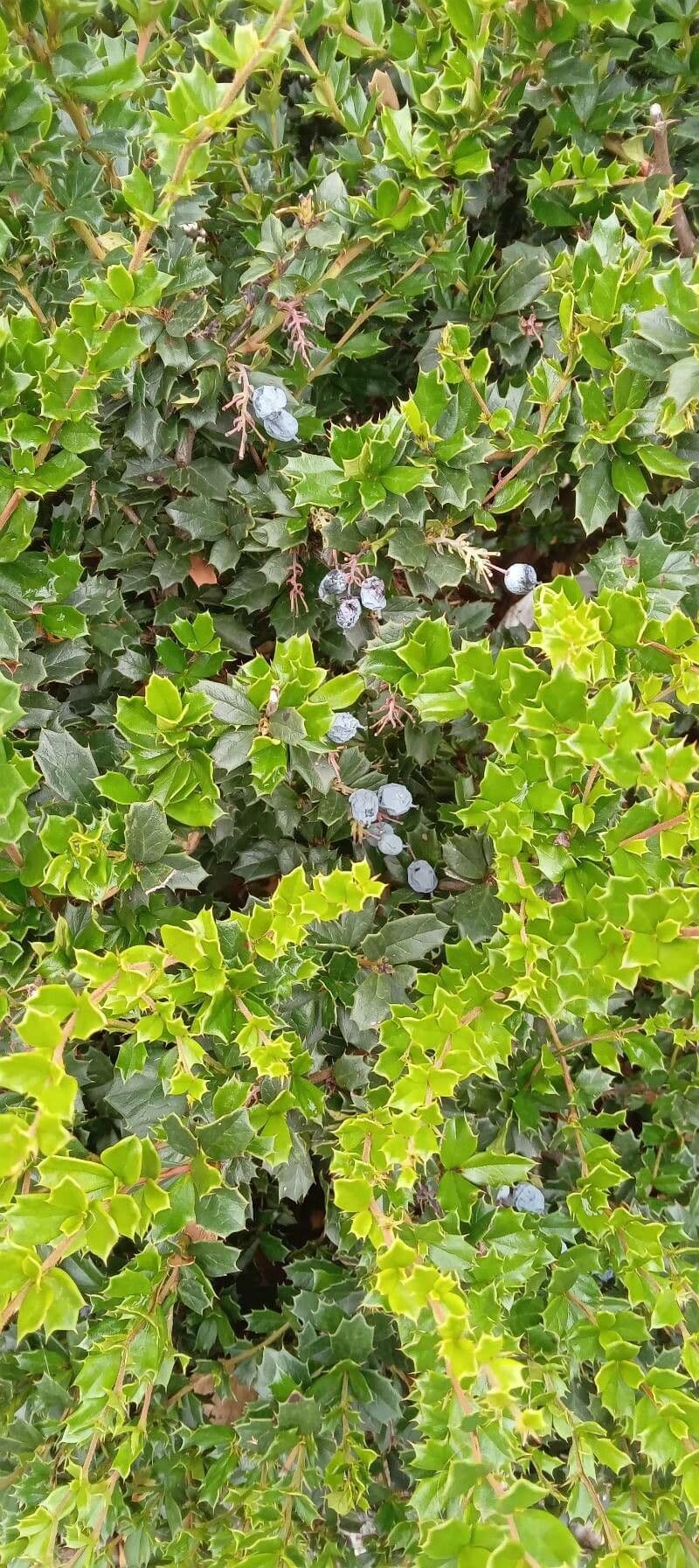 Berberis de Darwin 12