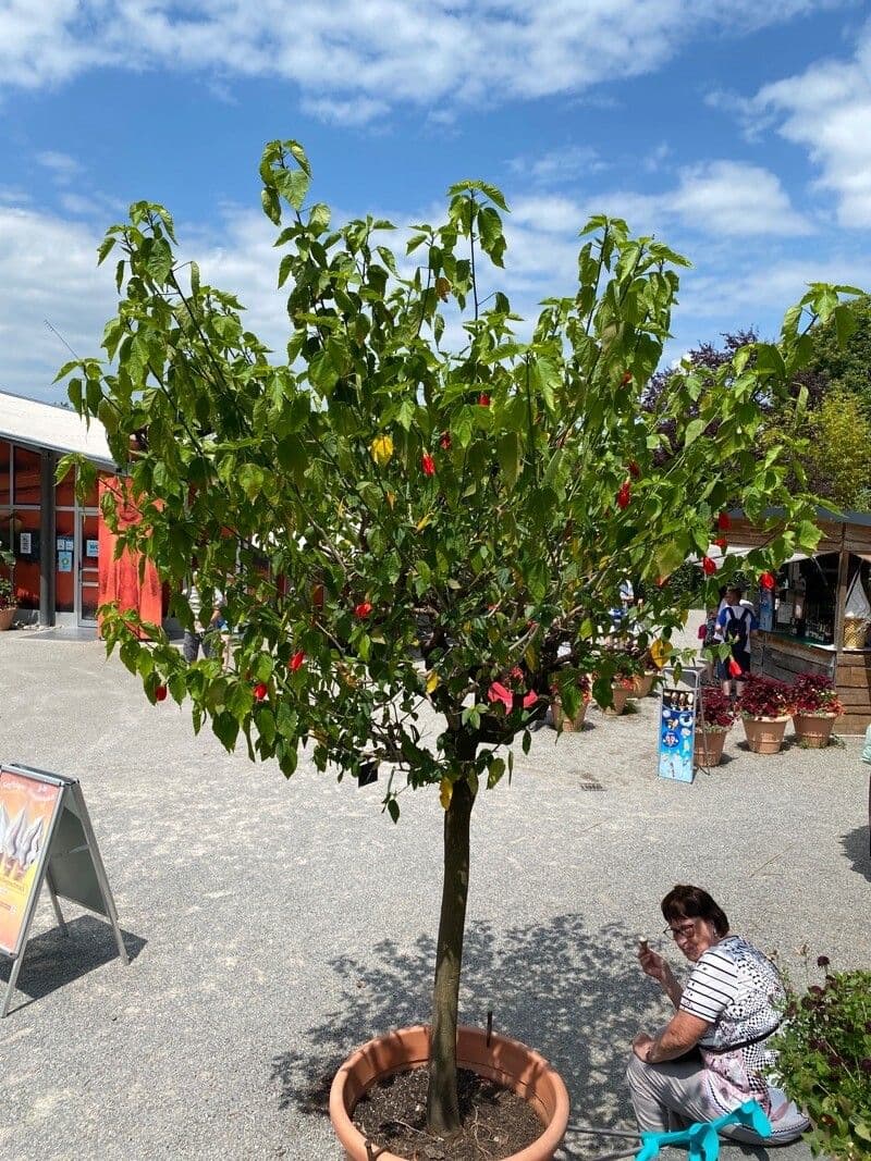 Malvaviskus 14