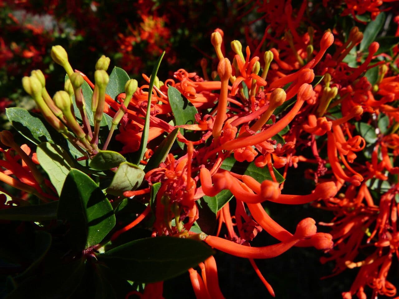 Embothrium 30