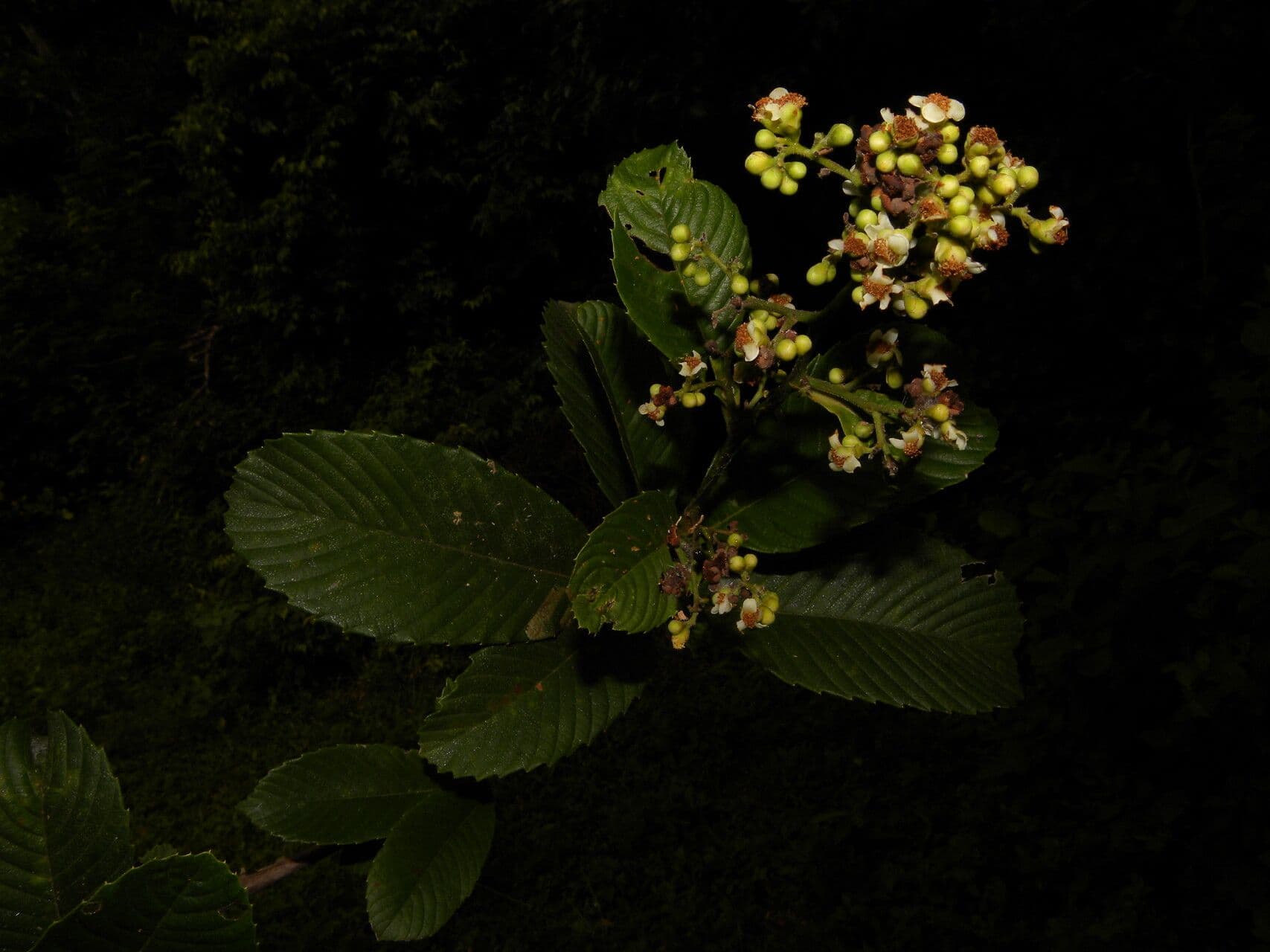 Tetracera 5