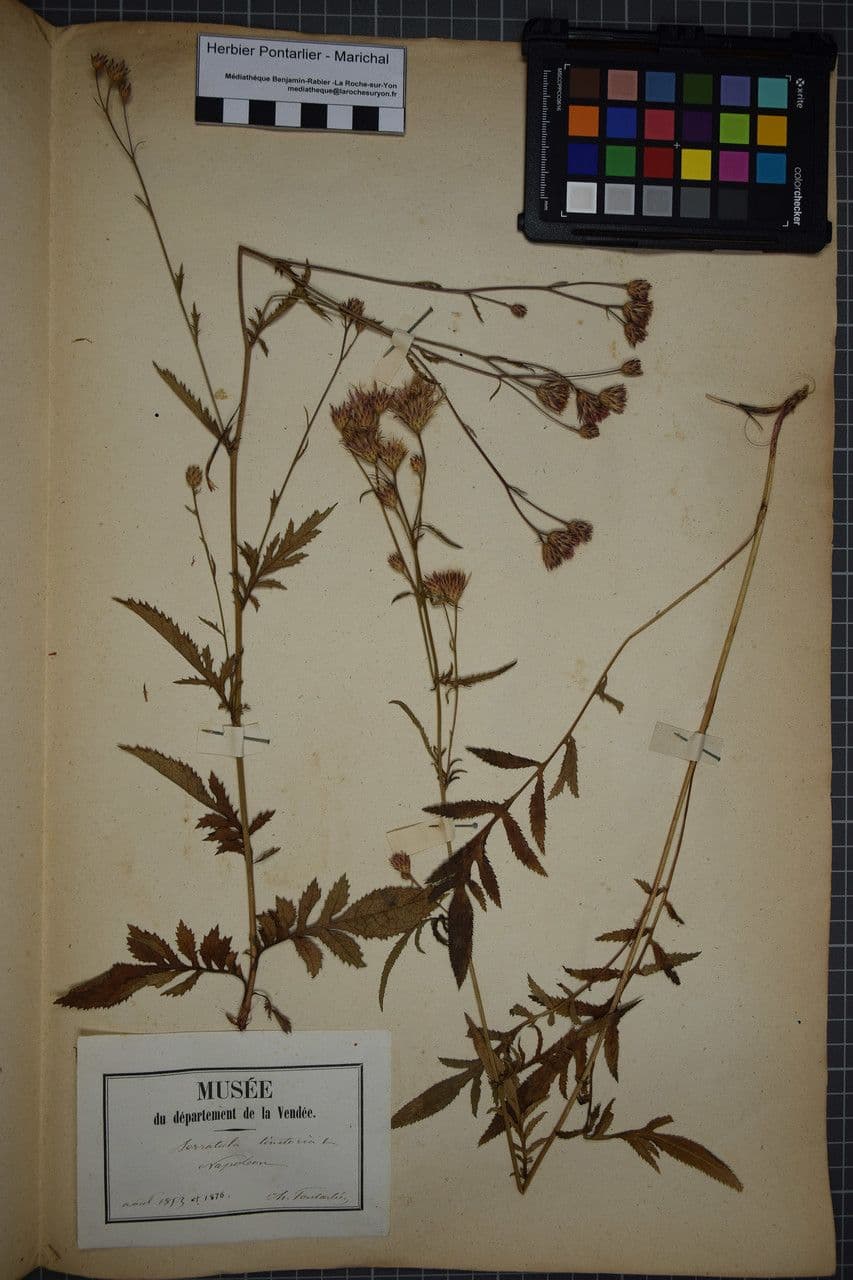 Serratula comune 29