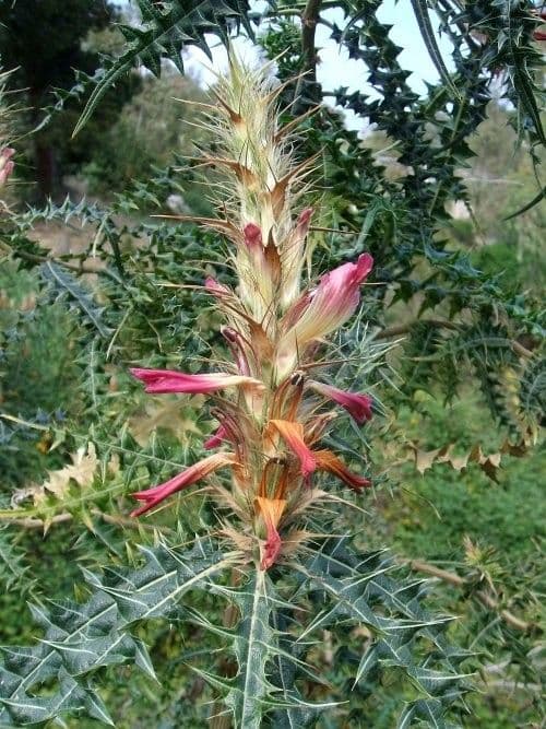 Acanthus 4