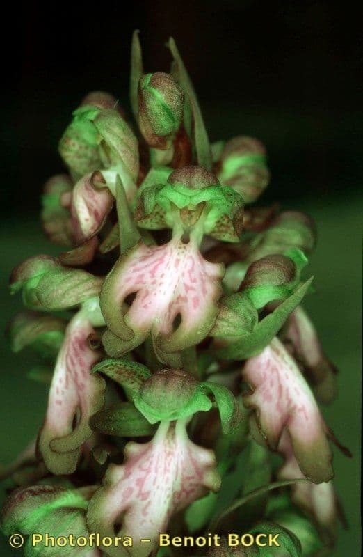 Orchis géant 3