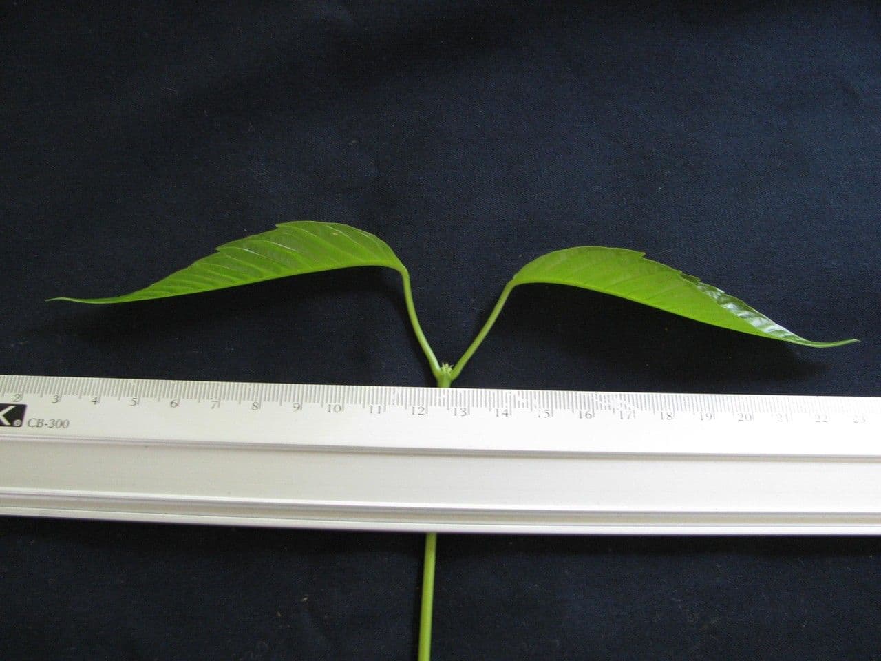 Tapirira 28