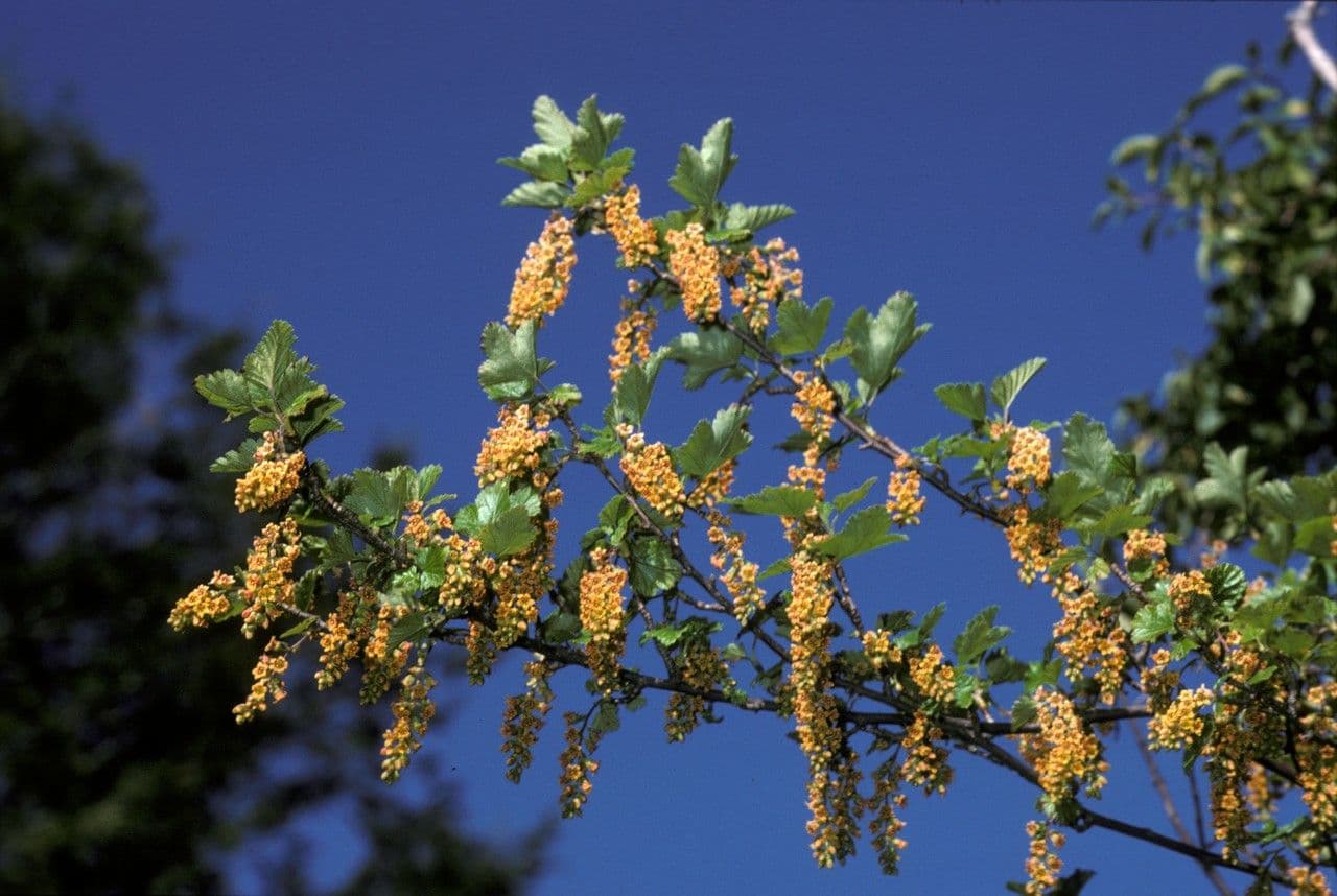 Ribes 8