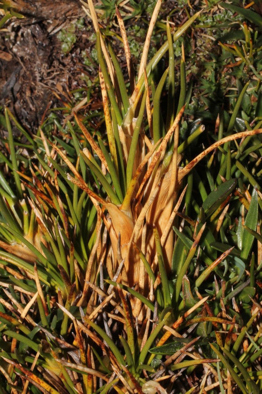 Oxychloe andina 15