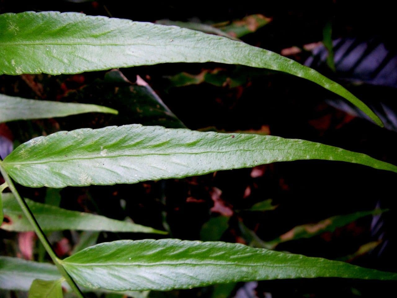 Spleénium à feuilles de noyer 4