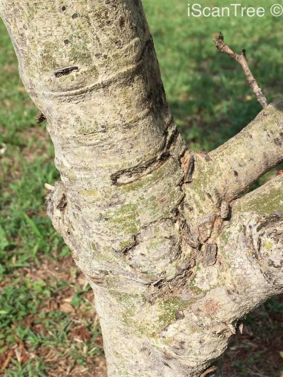 Vangueria 20
