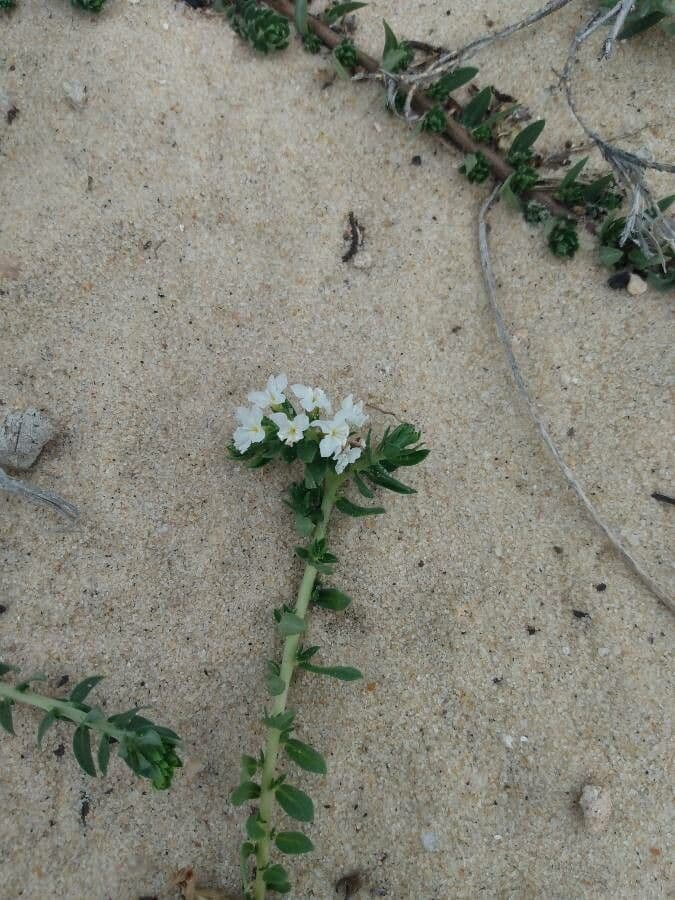 Euploca polyphylla 2