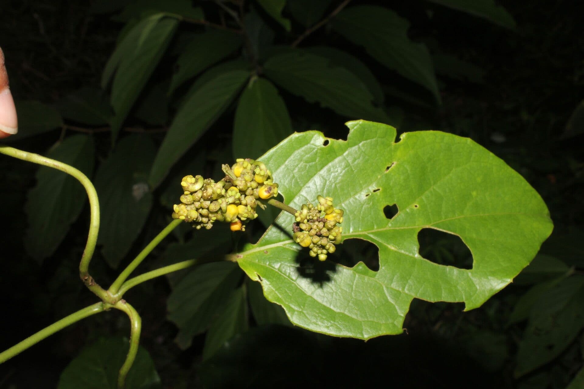 Stigmaphyllon 3