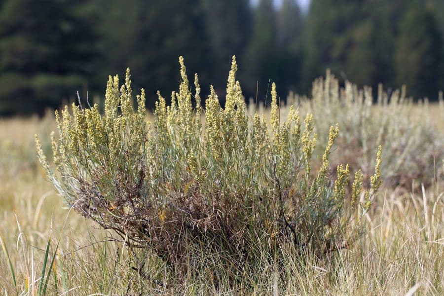 Artemisia argentea 9