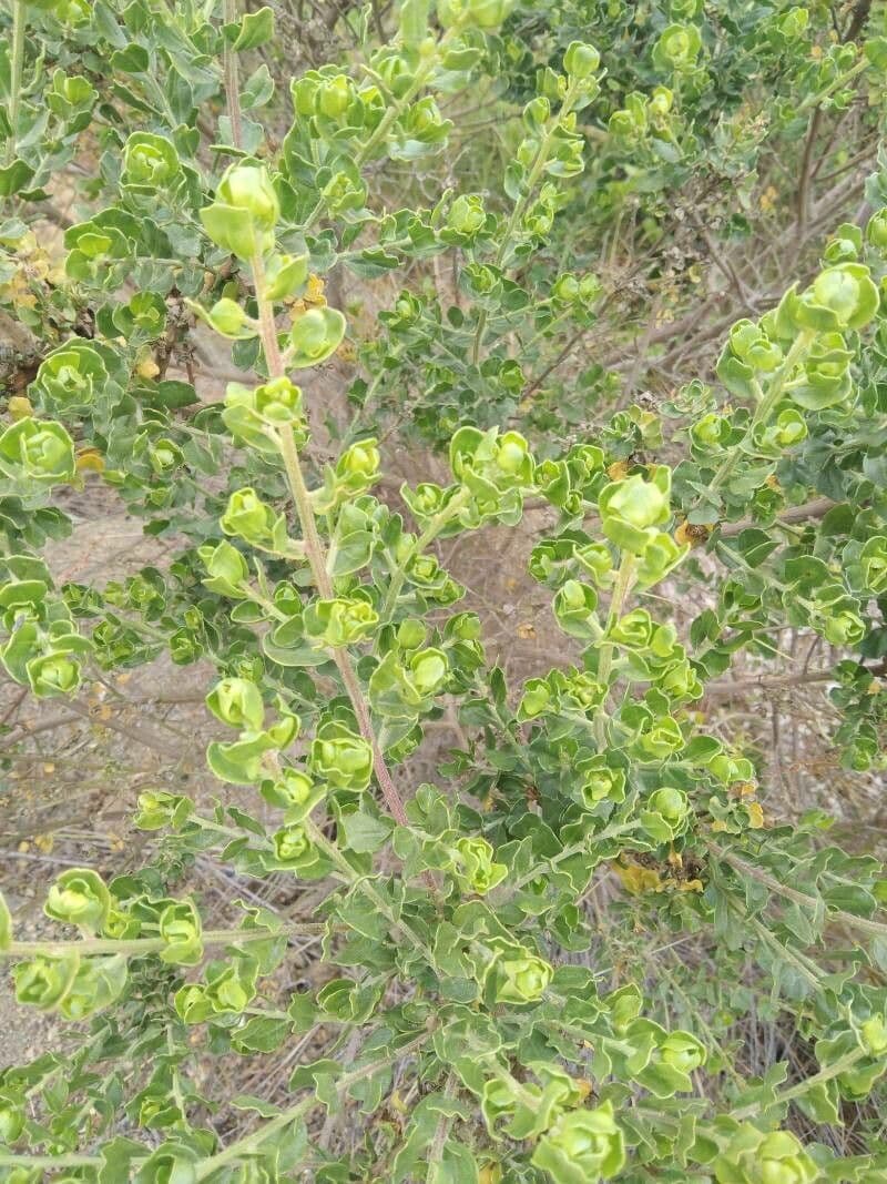 Baccharis 5
