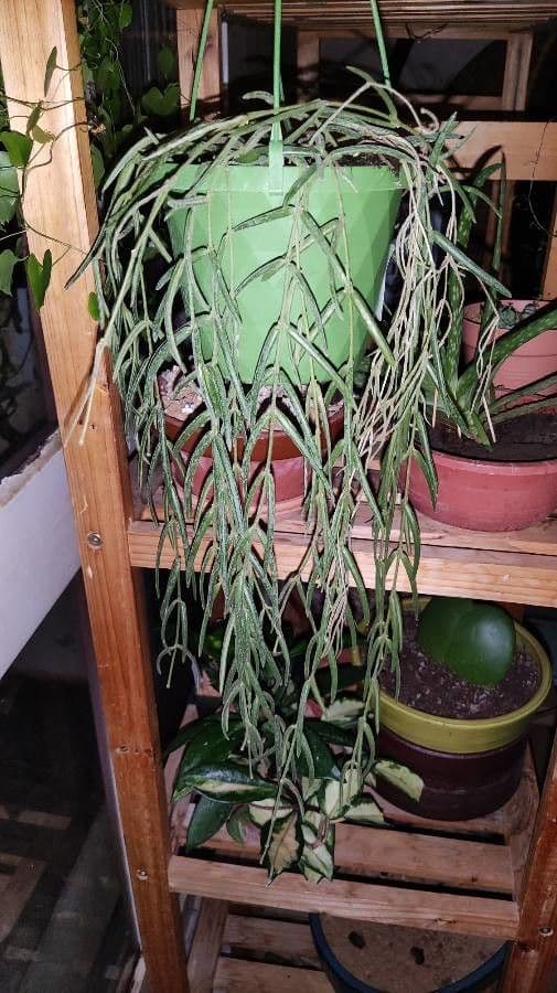 Hoya 8