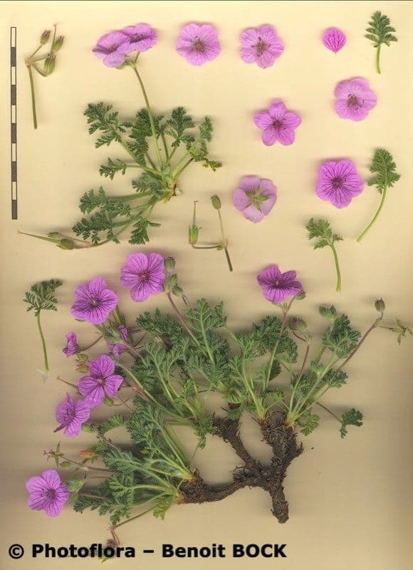 Stinkender Storchschnabel 28