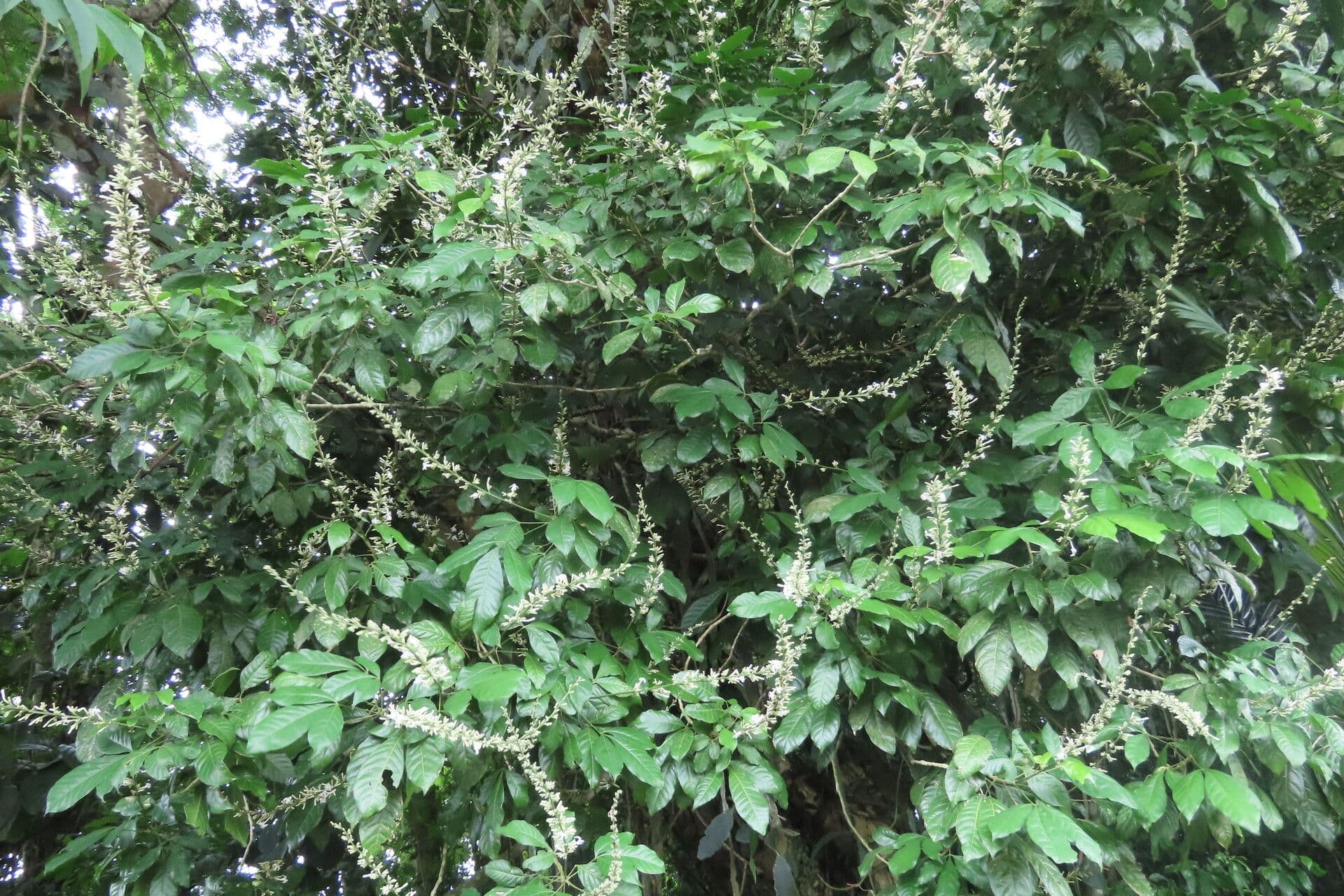 Angostura 9