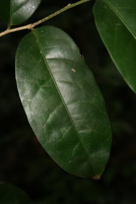 Drypetes variabilis 7