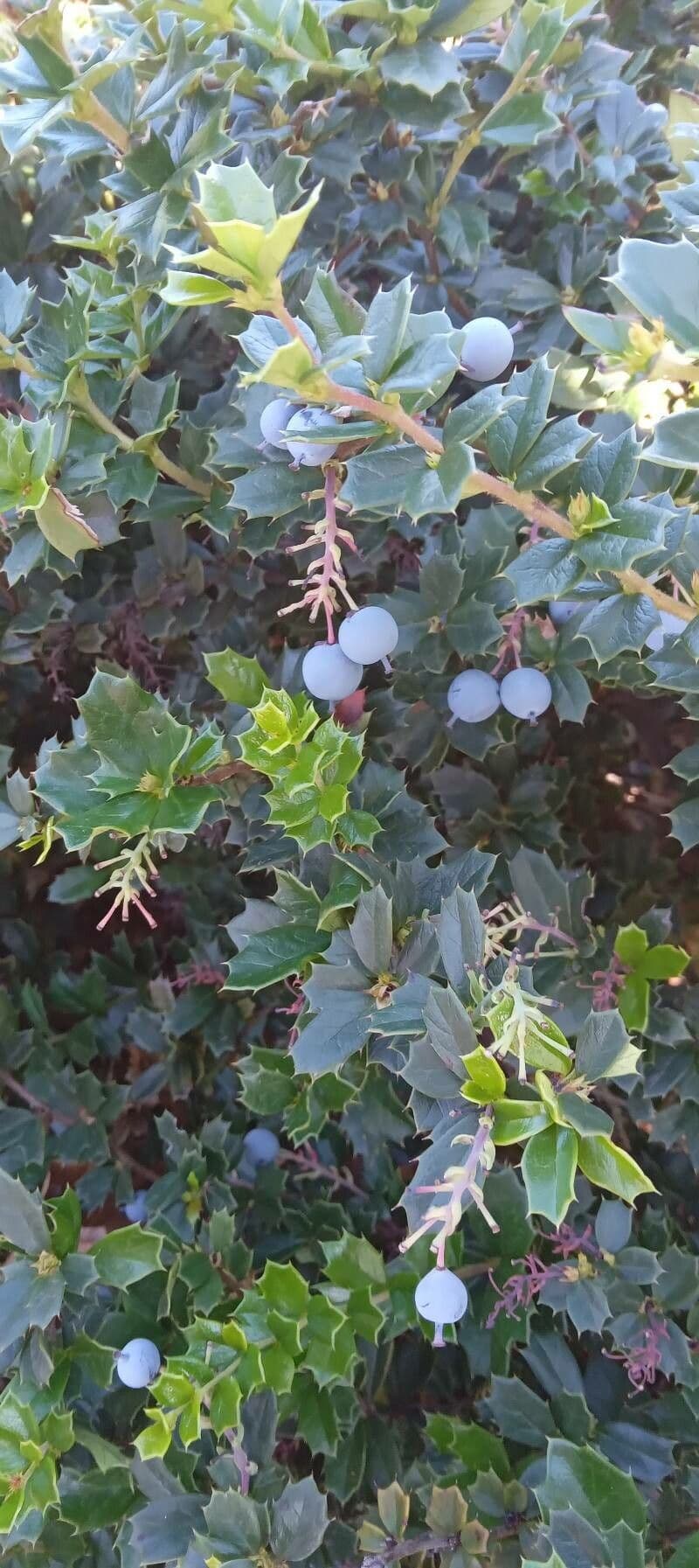 Berberis de Darwin 14