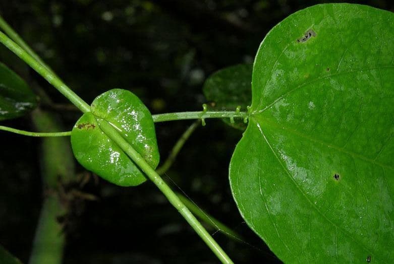 Passiflora 6