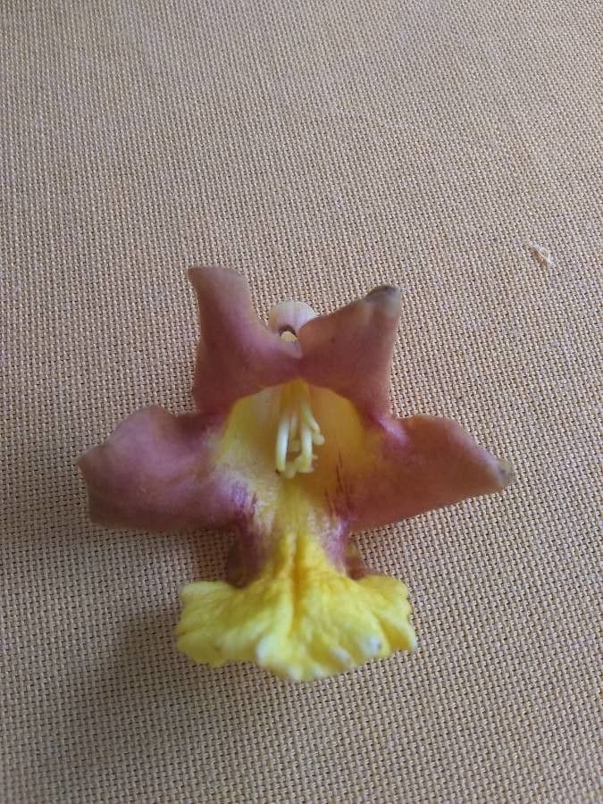 Gmelina arborea 10