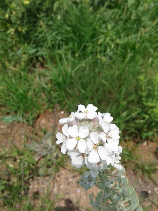 Lepidium 10