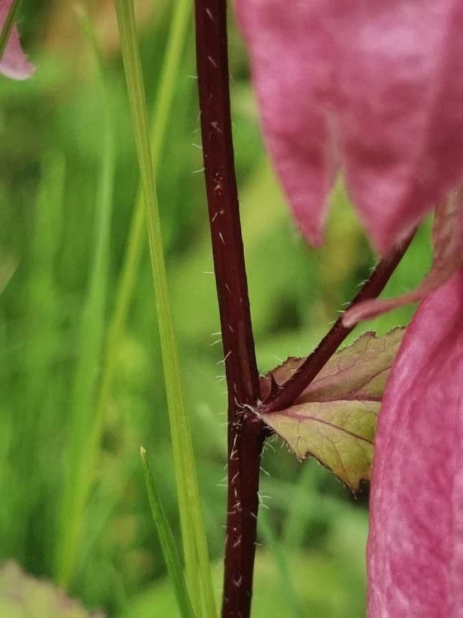 Campanula puntata 16