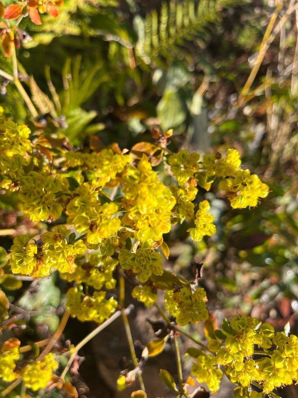 Allen's Buckwheat