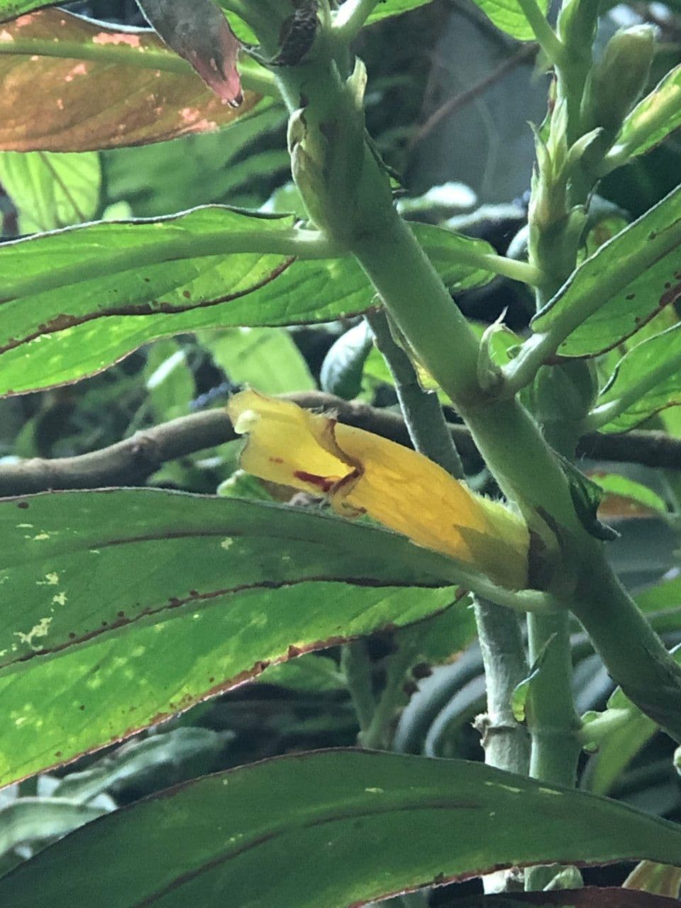 Columnea 3
