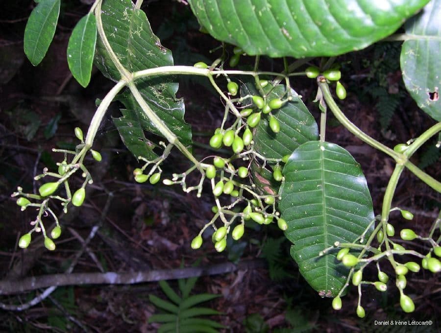 Psychotria 10