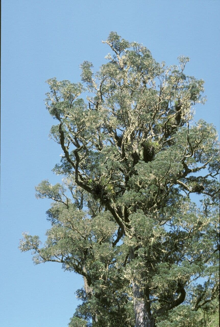 Dacrycarpus dacrydioides 4