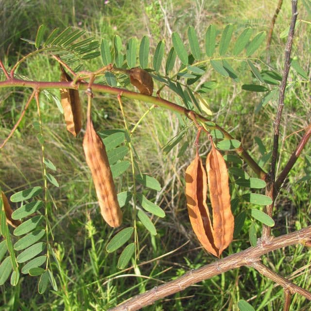 Sesbania drummondii