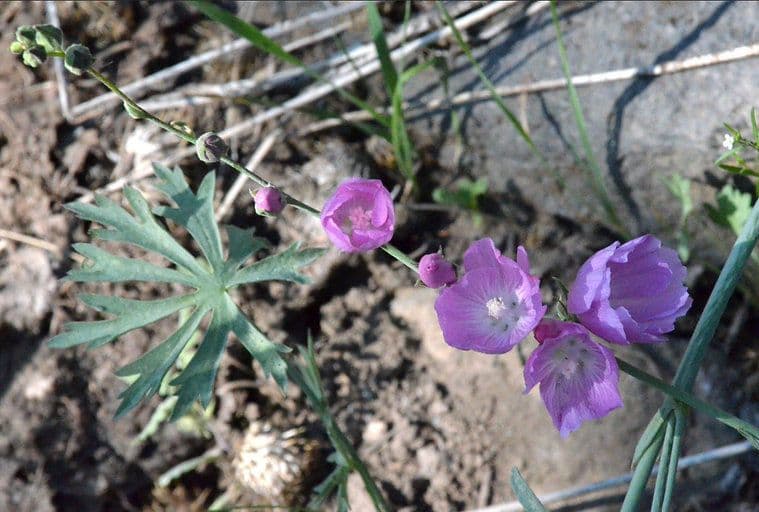 Sidalcea multifida 2