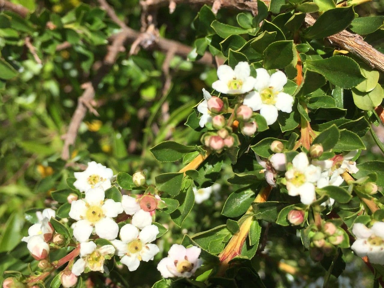 Escallonia 13
