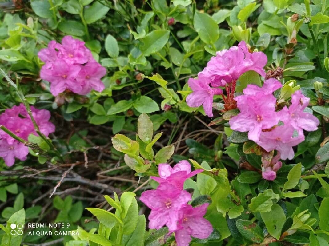 Rododendro 2