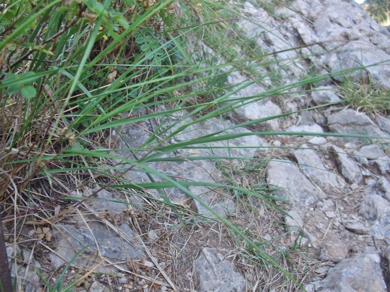 Trzcinnik pstry 13