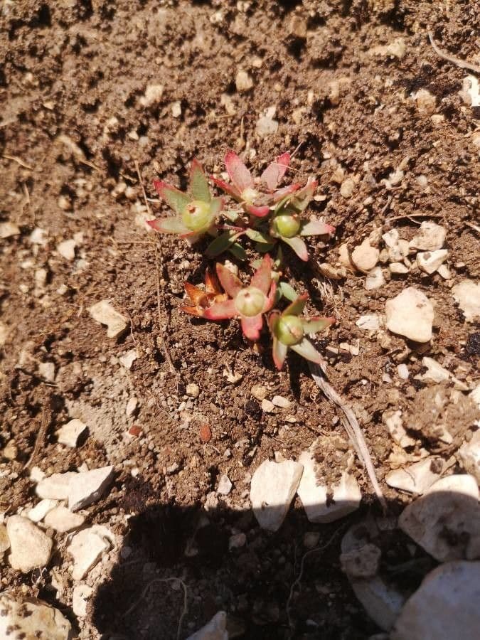Androsace maxima 16