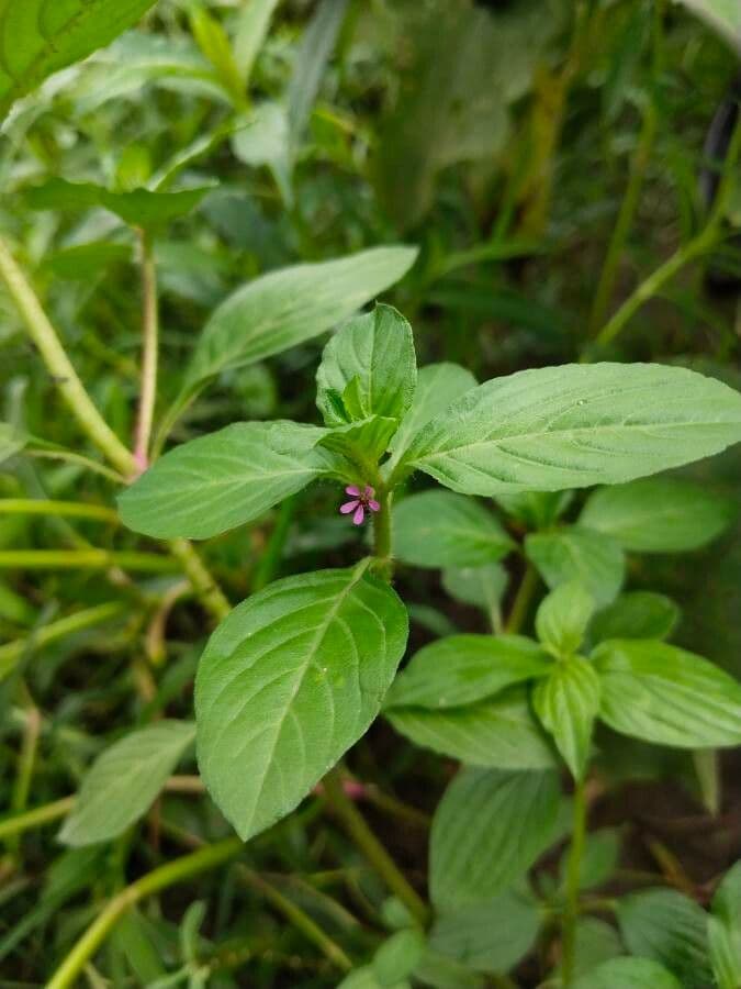 Cuphea carthagenensis 3