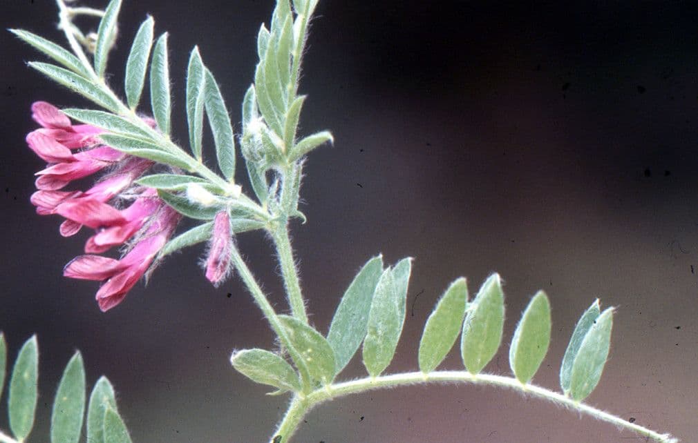 Bengalkichererbse 18