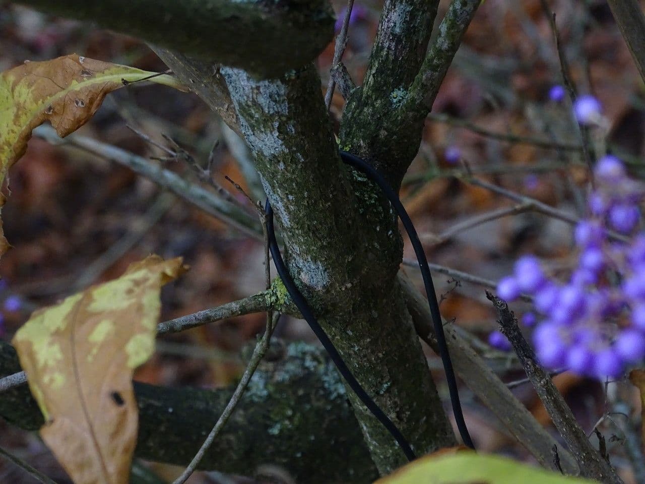 Bellezza viola 18
